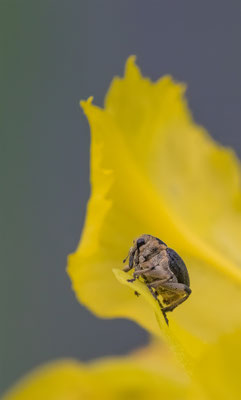 Weisspunktiger-Schwertlilienrüssler