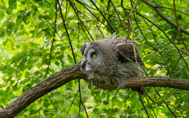 Bartkauz (Strix nebulosa) 
