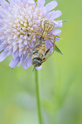 Krabbenspinne ( Xysticus kochi )  Krabbenspinne ( Xysticus kochi ) 