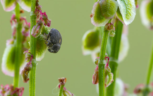 Ampfer-Dicknase (Rhinoncus pericarpius)