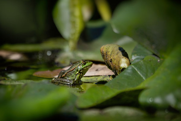 Teichfrosch (Pelophylax „esculentus“) 