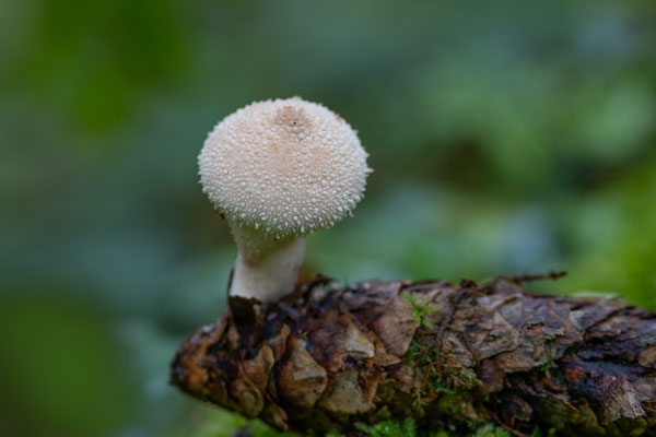 Flaschen-Stäubling (Lycoperdon perlatum) 