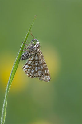 Gitterspanner (Chiasmia clathrata) 