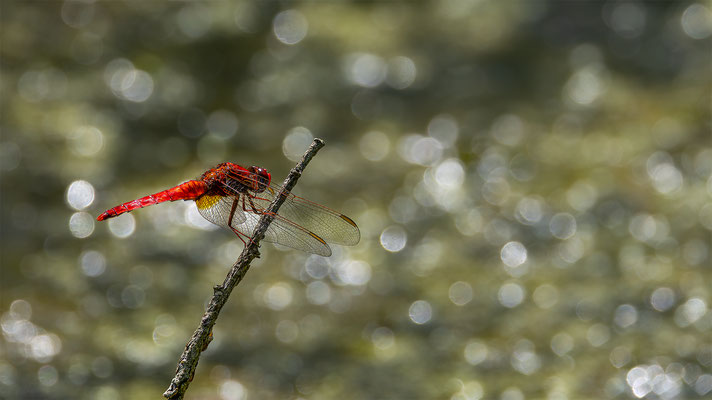 Feuerlibelle (Crocothemis erythraea), Männchen 