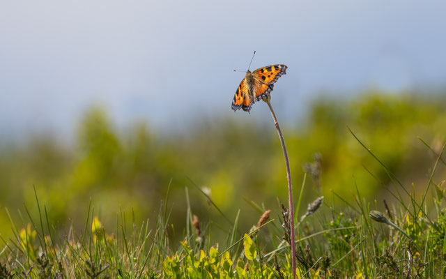 Kleiner Fuchs (Aglais urticae) 