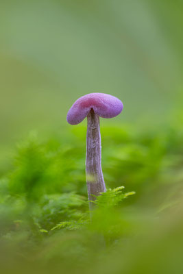 Violetter Lacktrichterling (Laccaria amethystina) 