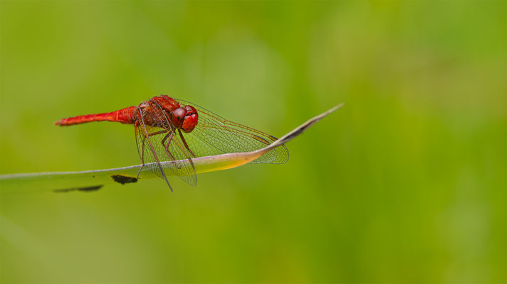 Feuerlibelle (Crocothemis erythraea), Männchen 