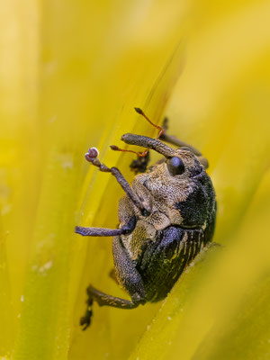 Weisspunktiger-Schwertlilienrüssler