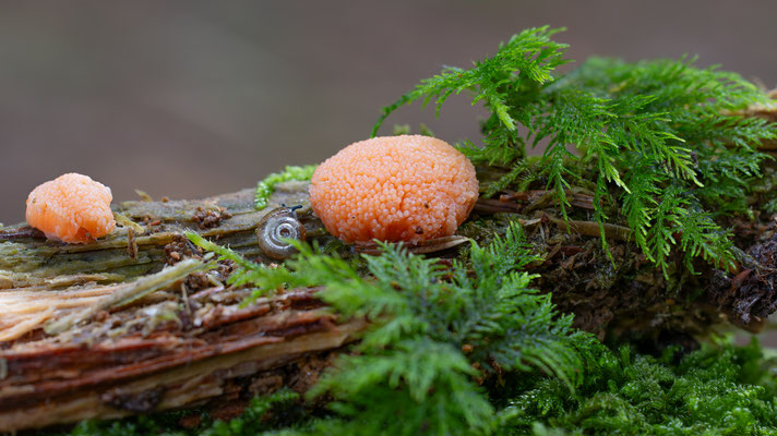 Fischeierschleimpilz