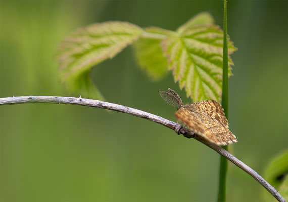 Heidespanner (Ematurga atomaria) Männchen