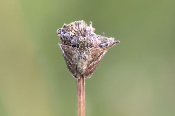 Kronwicken-Dickkopffalter (Erynnis tages) 