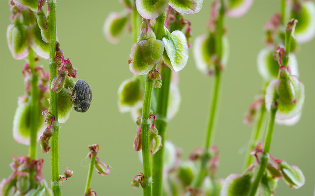 Ampfer-Dicknase (Rhinoncus pericarpius)