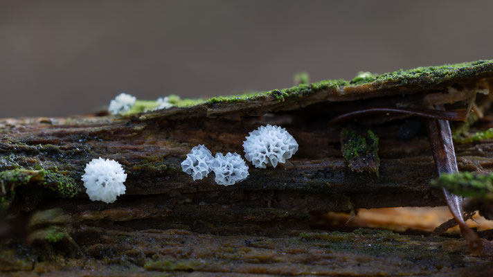 Weißes Netzpolster CERATIOMYXA PORIOIDES 