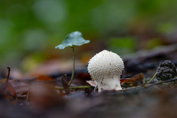 Flaschen-Stäubling (Lycoperdon perlatum) 