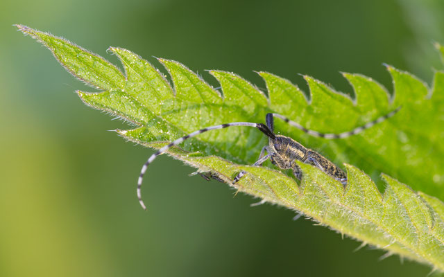 Distelbock ( Agapanthia villosoviridescens ) 