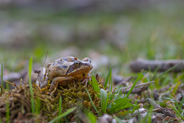 Grasfrosch (Rana temporaria )