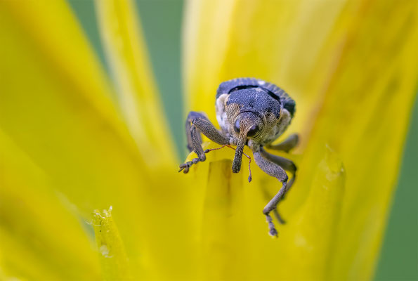 Weisspunktiger-Schwertlilienrüssler