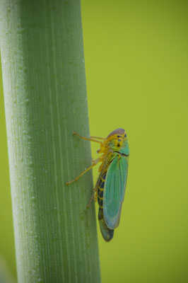Binsenschmuckzikade (Cicadella viridis) 