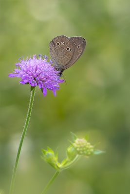 Brauner Waldvogel (Aphantopus hyperantus) 