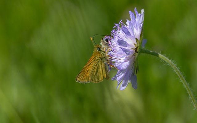 Rostfarbiger Dickkopffalter (Ochlodes sylvanus)