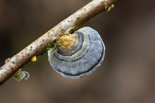 Schmetterlings Tramete