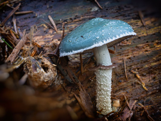 Grünspanträuschling  ( Stropharia Aeruginosa )