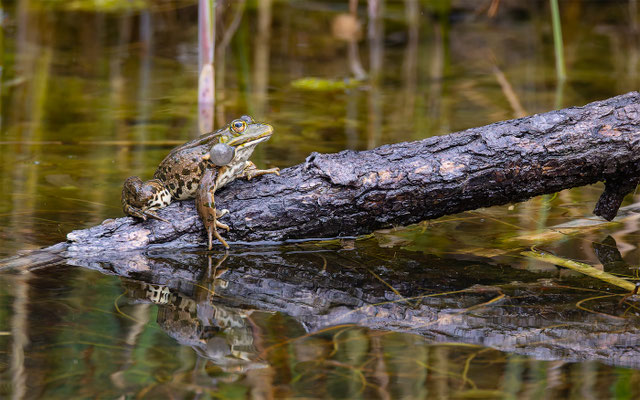 Teichfrosch (Pelophylax „esculentus“) 