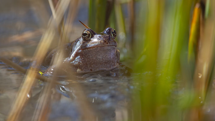 Grasfrosch (Rana temporaria )