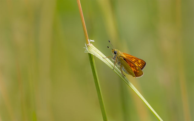 Rostfarbiger Dickkopffalter (Ochlodes sylvanus)