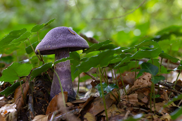 Dunkelvioletter Schleierling (Cortinarius violaceus) auch als Nachtpilz bekannt