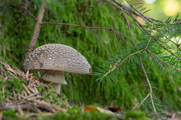 Perlpilz ( Amanita Rubescens ) 