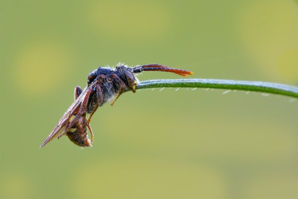 Wespenbienen (Nomada)