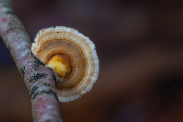 Schmetterlings Tramete