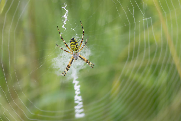 Wespenspinne (Argiope bruennichi ) 