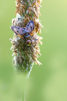 Raupenfliege ( Tachinidae )