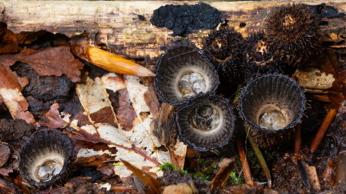 Gestreifter Teuerling