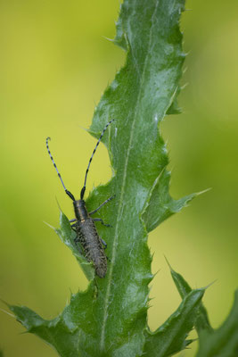 Distelbock ( Agapanthia villosoviridescens ) 