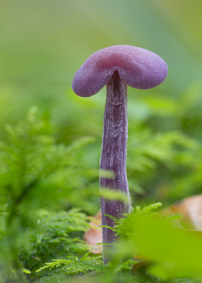 Violetter Lacktrichterling (Laccaria amethystina) 