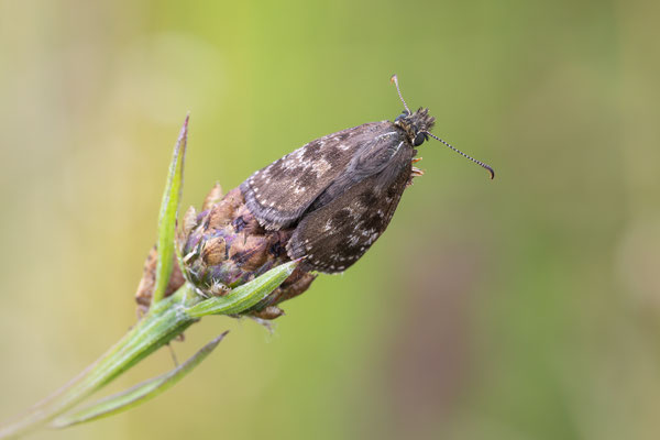 Kronwicken-Dickkopffalter (Erynnis tages) 