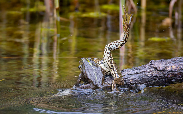 Teichfrosch (Pelophylax „esculentus“) 