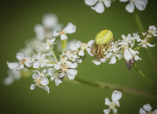 Kürbisspinne ( Araniella cf. cucurbitina )