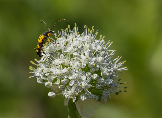  Gefleckter Schmalbock ( Leptura quadrifasciata )