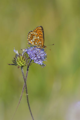 Baldrian-Scheckenfalter (Melitaea diamina) 