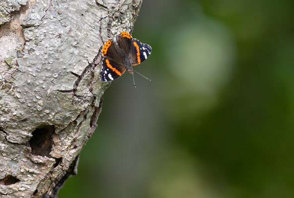 Admiral (Vanessa atalanta) 