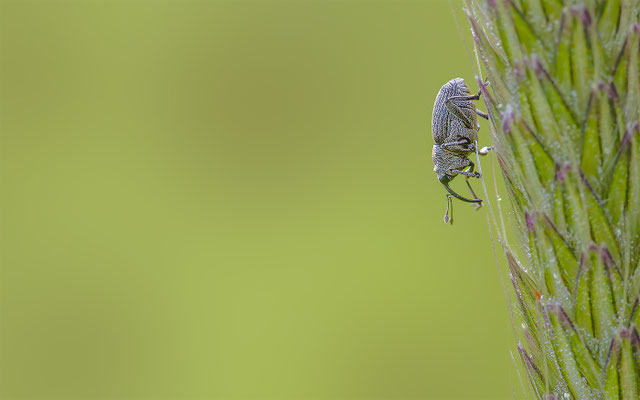 Grosser Rapsrüssler 'Ceutorhynchus napi'