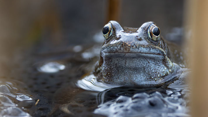 Grasfrosch (Rana temporaria )