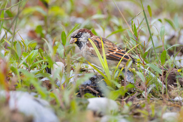 Haussperling (Passer domesticus)