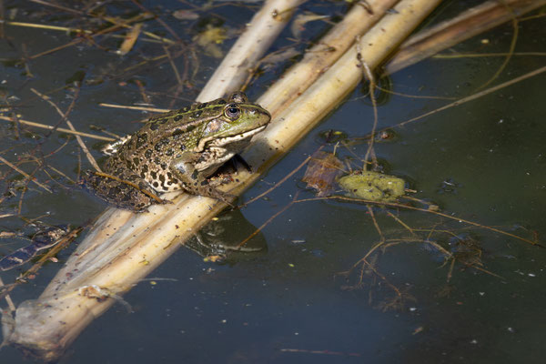 Teichfrosch (Pelophylax „esculentus“) 