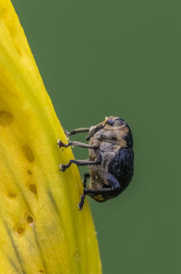 Weisspunktiger-Schwertlilienrüssler