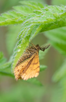 Heidespanner (Ematurga atomaria) Männchen